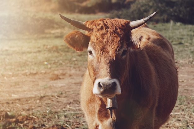 Belle vache brune dans le pré