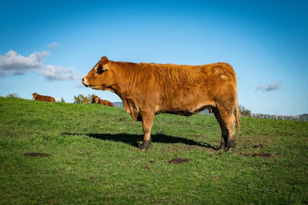 Belle vache femelle à la campagne