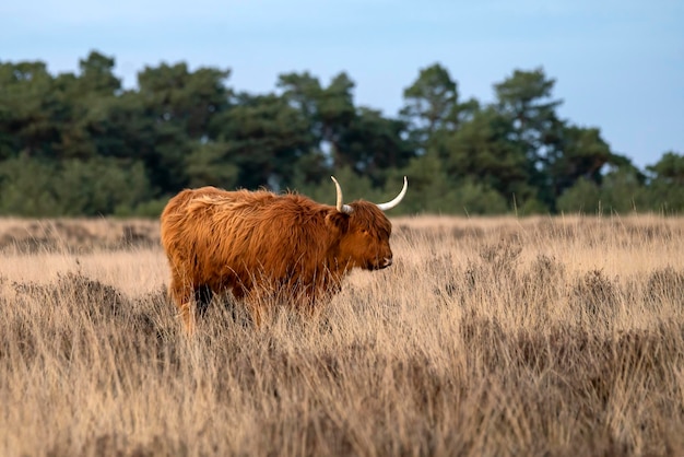 Belle vache Highland (Bos taurus taurus) paissant dans le champ.