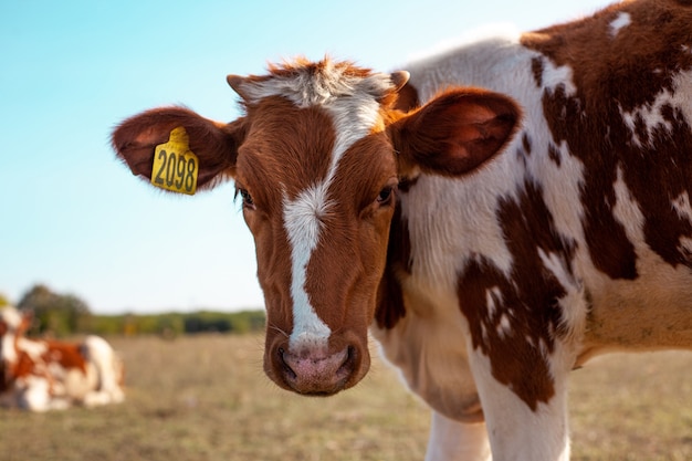 Belle vache rouge paissant dans le pré