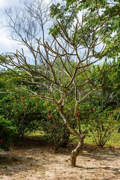 Belle végétation, arbres, fleurs, lacs et étangs dans le célèbre parc tropical Bai Lu Gong Yuan, ville de Sanya. Île de Hainan, Chine.