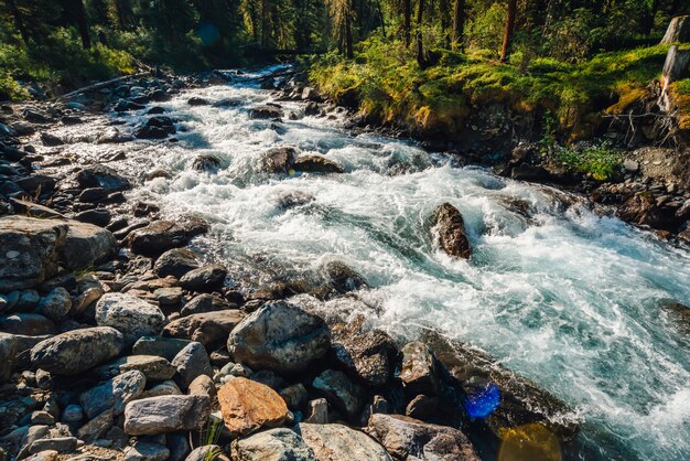 Belle végétation près du ruisseau de montagne au soleil.