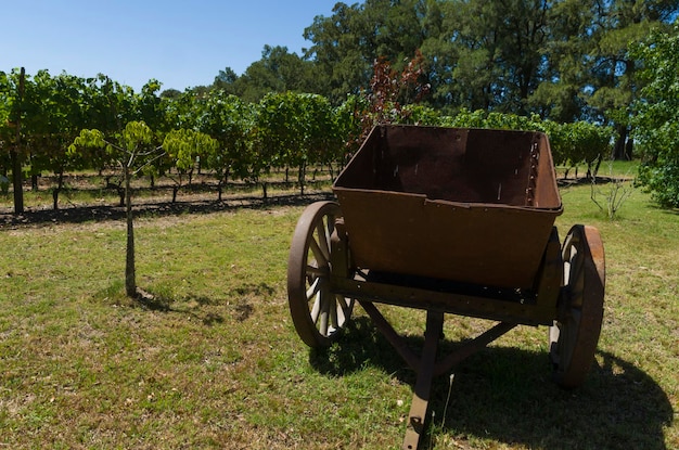 Belle vigne de raisins européens dans la cave uruguayenne de la région de Canelos