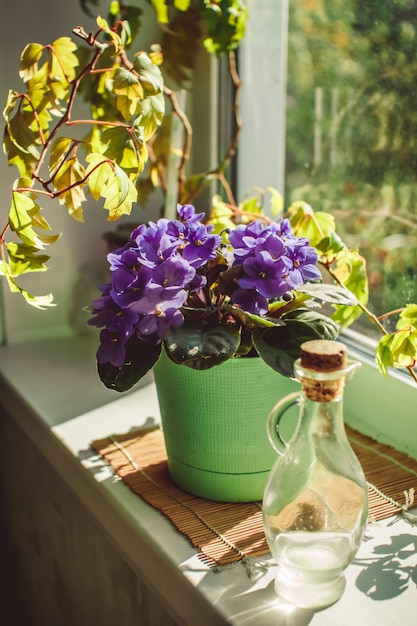 Belle violette dans un pot sur le rebord de la fenêtre