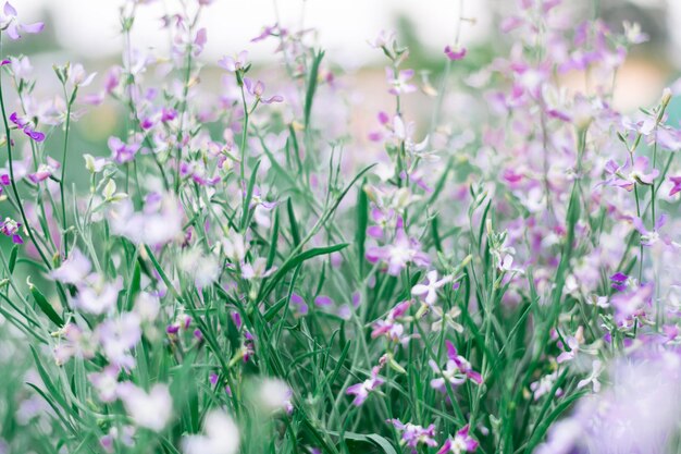 Belle violette de nuit de fond floral dans le jardin. Mise au point sélective