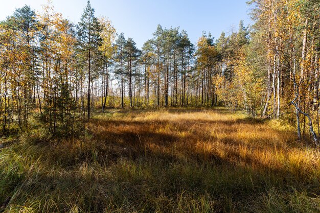 Belle Voie De Forêt De Pins Au Début De L'automne à Sestroretsk, En Russie.