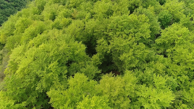 Belle vue aérienne des arbres de la forêt verte