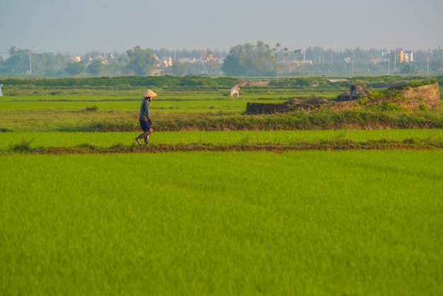 Une belle vue sur un agriculteur travaillant dans une rizière à Hoi An Vietnam