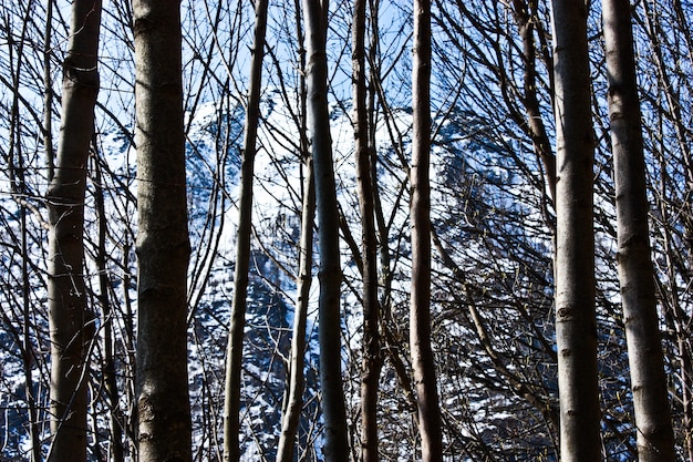 Belle vue sur les Alpes à travers la forêt, bonne pour le papier peint