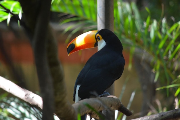 Une belle vue sur les animaux du zoo d'Assuncion situé au Paraguay