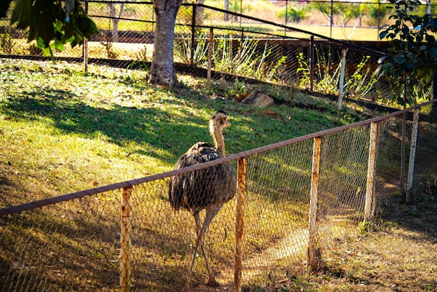 Une belle vue sur les animaux du Zoo de Brasilia Brésil