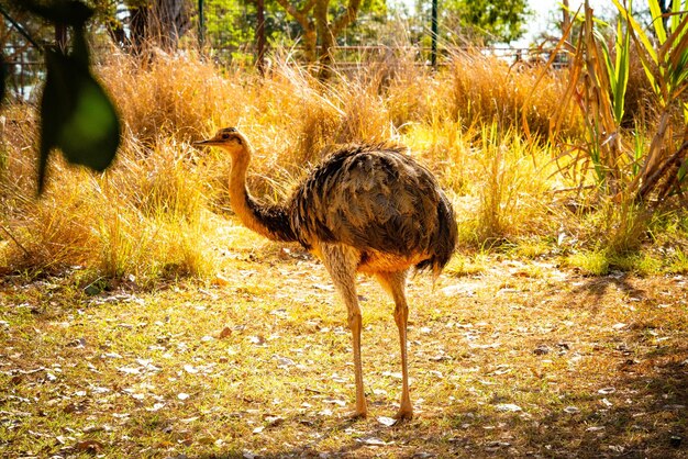 Une belle vue sur les animaux du Zoo de Brasilia Brésil