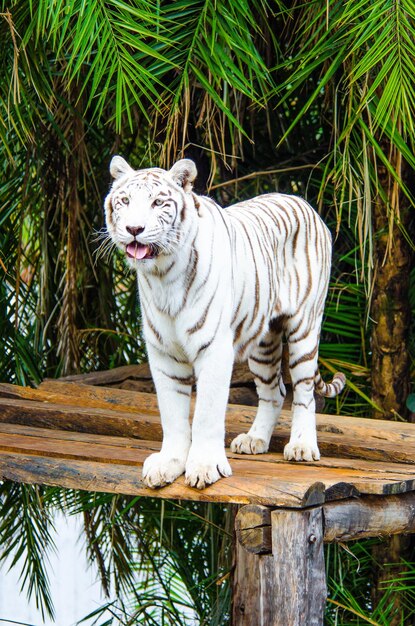 Photo une belle vue sur les animaux du zoo de brasilia brésil