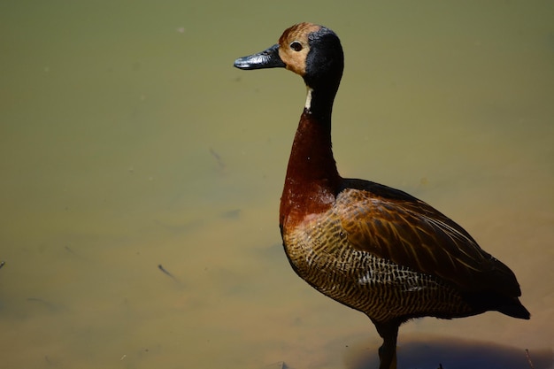 Une belle vue sur les animaux du Zoo de Brasilia Brésil