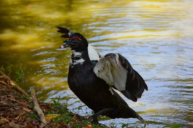 Une belle vue sur les animaux du zoo de Brazilia Brésil