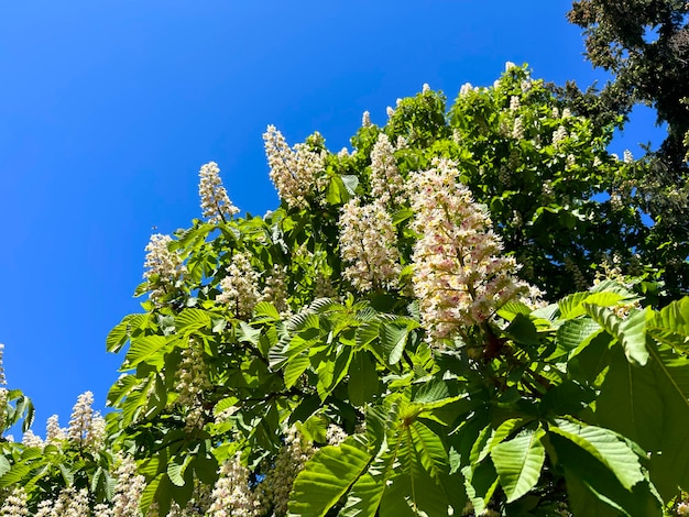 Belle vue sur l'arbre de châtaignes en fleurs contre le ciel bleu Gros plan