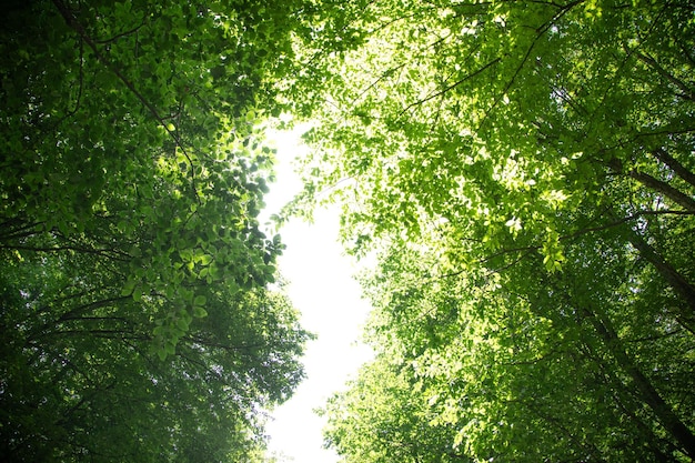 Belle vue sur les arbres forestiers