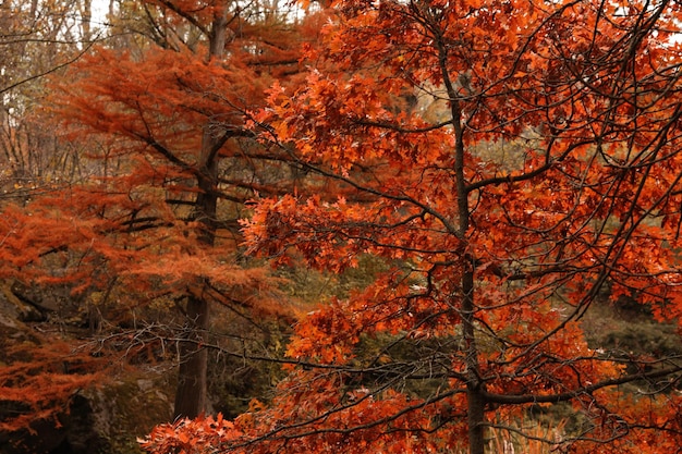 Belle vue sur les arbres en forêt le jour de l'automne