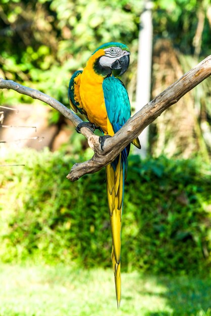 Une belle vue sur Bird Park situé à Bali en Indonésie