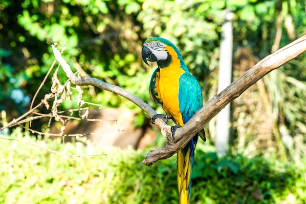 Une belle vue sur Bird Park situé à Bali en Indonésie