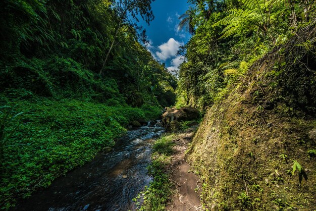 Une belle vue sur la cascade de Bali Indonésie