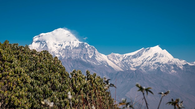 Belle vue sur la chaîne de montagnes de l'Annapurna au Népal