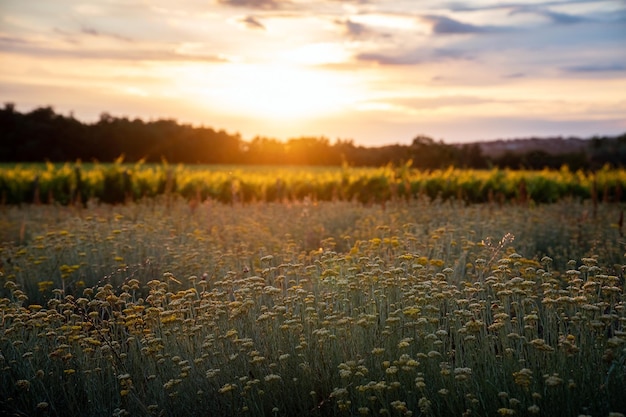 Belle vue sur un champ d'immortelles au lever du soleil - Croatie