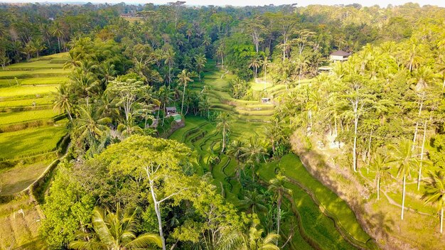 Une belle vue sur le champ de riz de Tegalalang situé à Ubud Bali Indonésie