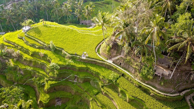 Une belle vue sur le champ de riz de Tegalalang situé à Ubud Bali Indonésie