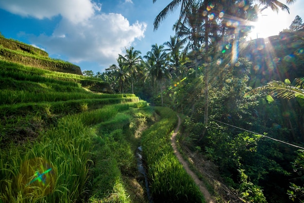 Une belle vue sur le champ de riz de Tegalalang situé à Ubud Bali Indonésie