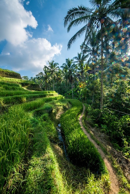 Une belle vue sur le champ de riz de Tegalalang situé à Ubud Bali Indonésie