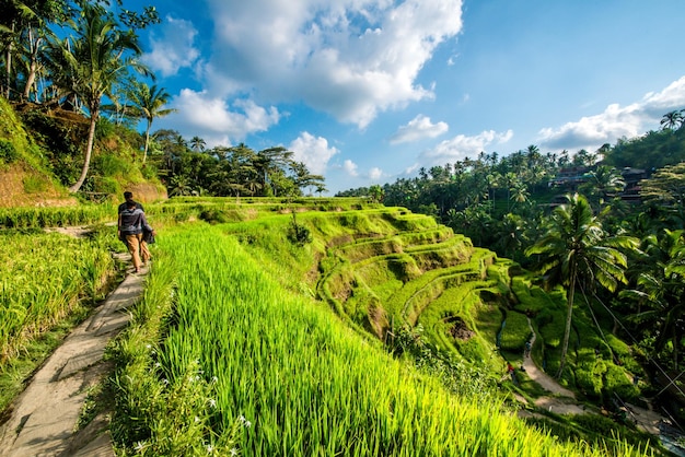 Une belle vue sur le champ de riz de Tegalalang situé à Ubud Bali Indonésie