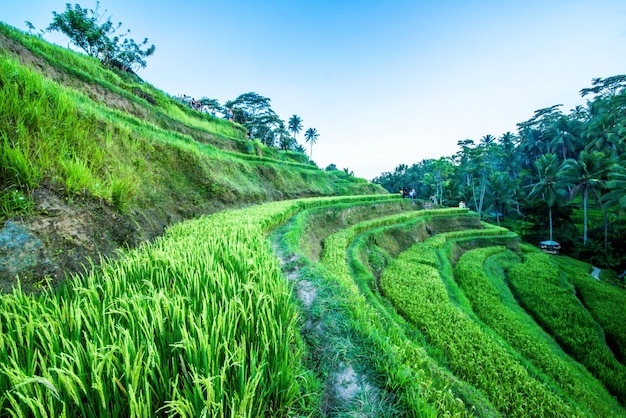 Une belle vue sur le champ de riz de Tegalalang situé à Ubud Bali Indonésie