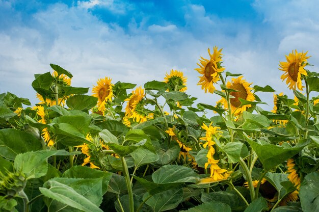 Belle vue sur champ de tournesol avec ciel