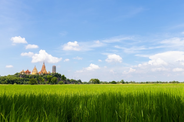 Belle vue sur le champ vert et le ciel bleu. Vue de la rizière. Riz non moulu Rizière