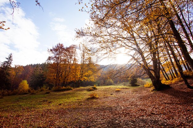 La belle vue sur la colline dans la forêt d'automne