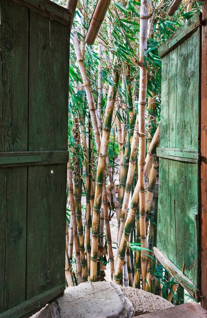 Belle Vue Depuis La Fenêtre Sur Le Bambou
