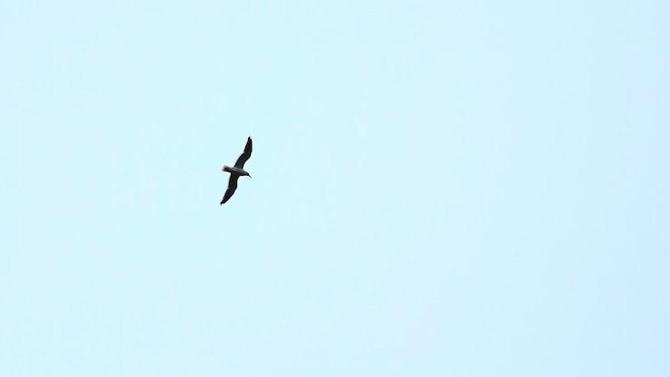 Photo belle vue d'en dessous d'une mouette volante dans le ciel clip d'une roue volante dans un ciel nuageux magnifique