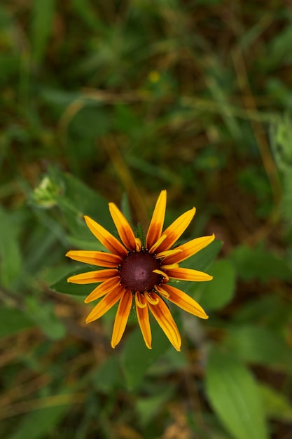 Belle vue de dessus de fleur jaune