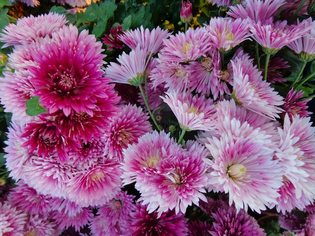 Belle vue de dessus de fleurs de chrysanthème rose