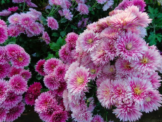 Belle vue de dessus de fleurs de chrysanthème rose