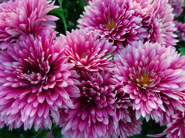 Belle vue de dessus de fleurs de chrysanthème rose