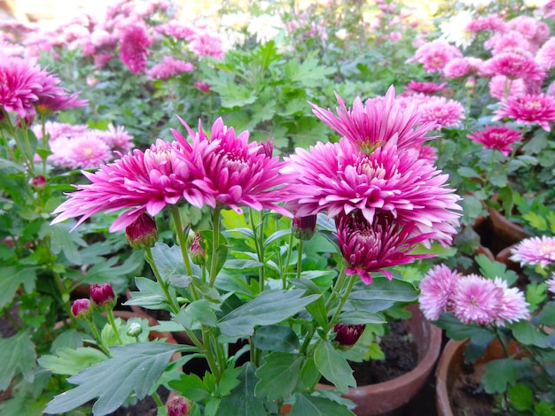 Belle vue de dessus de fleurs de chrysanthème rose