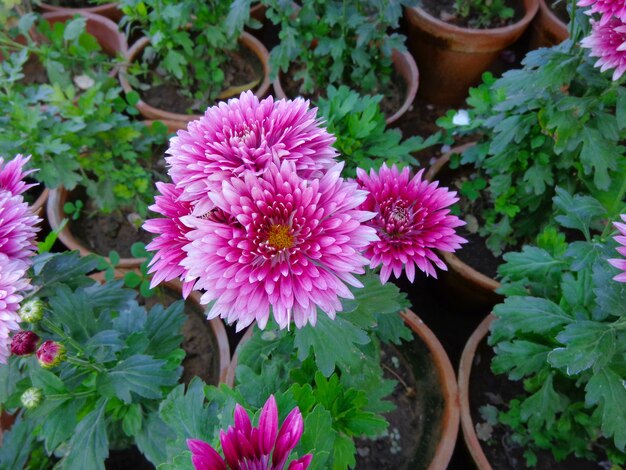 Belle vue de dessus de fleurs de chrysanthème rose