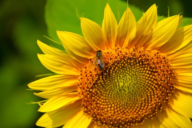 Belle vue de dessus de tournesol avec abeille