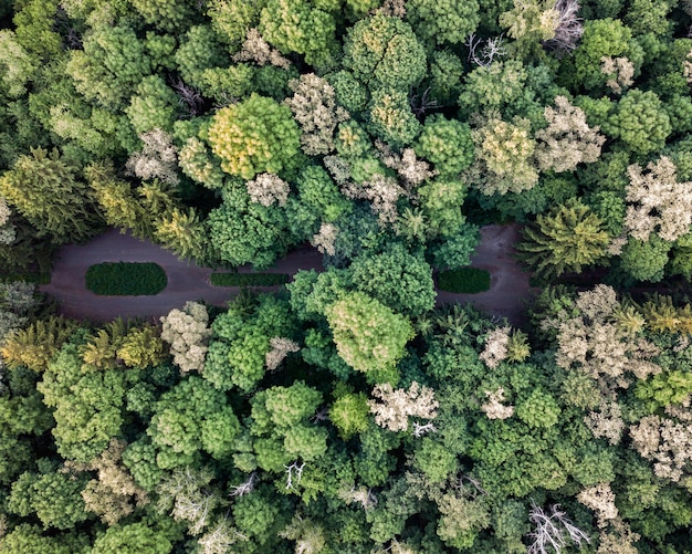 Belle vue de dessus sur la verdure des arbres un jour d'été Vue aérienne du drone comme disposition naturelle