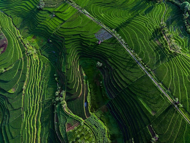 Belle vue du matin indonésie Panorama paysage rizières avec beauté couleur et ciel naturel l