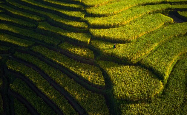 Belle vue du matin indonésie Panorama paysage rizières avec beauté couleur et ciel naturel l