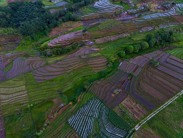 Belle vue du matin indonésie Panorama paysage rizières avec beauté couleur et ciel naturel l