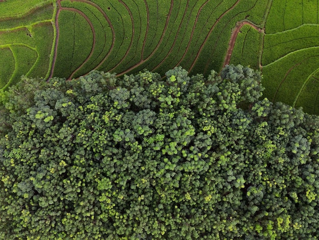 Belle vue du matin indonésie Panorama Paysage rizières avec beauté couleur et lumière naturelle du ciel